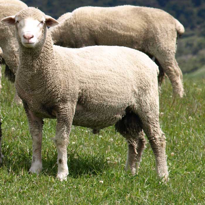 Wairere Merino SmartSheep