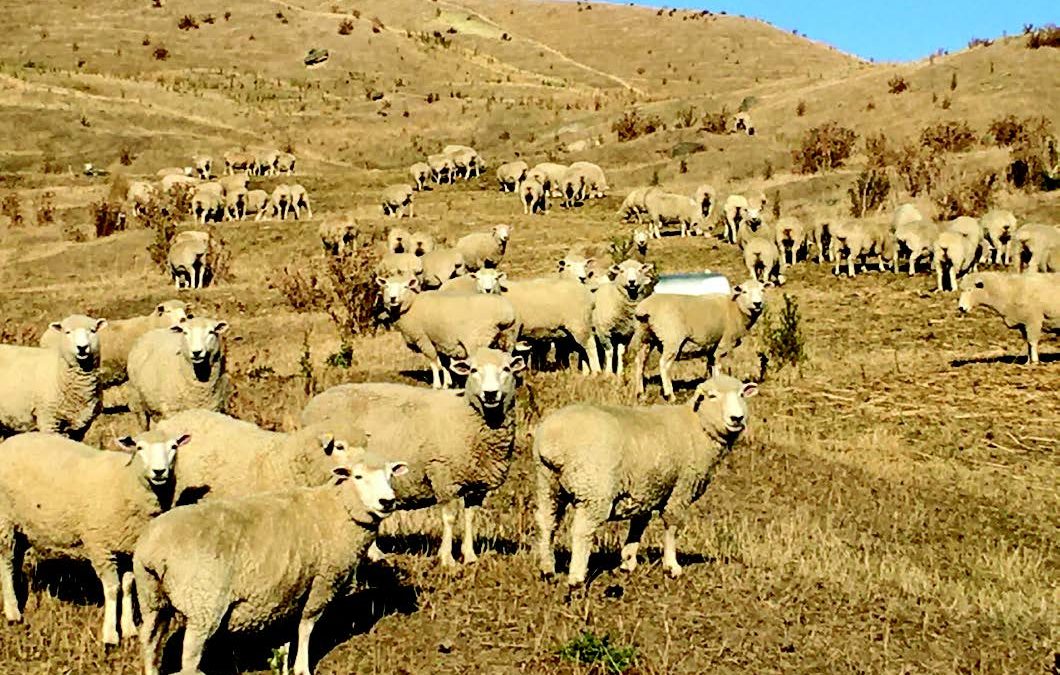 James Bruce, near Martinborough, feeding baleage to Wairere Romney ewes which tailed 162% in 2019. Mid March, 2020. Some areas are still enduring a 100 year drought. Recovery will be a huge challenge.