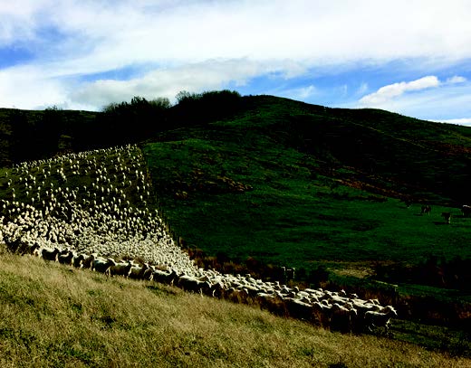 Wairere bred ewes at Derek Neal’s Taki Taki property.
