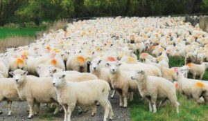 Paul and Dayanne's ewe hoggets scanned 125% this year
