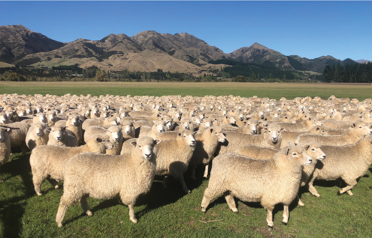 new zealand sheep wool
