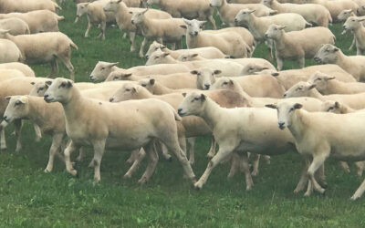Your future in sheep farming?