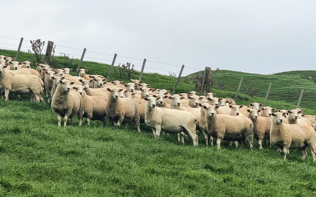 How is Wairere making your sheep farming easier and more profitable?
