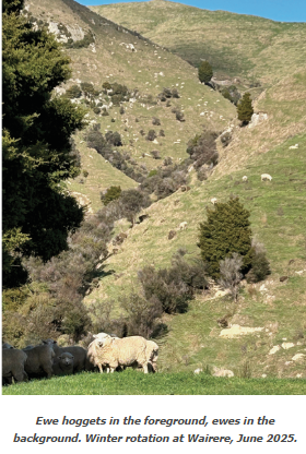 Ewe hoggets
